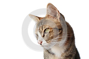 Portrait of Thai tricolor striped cat