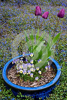 Portrait of thee purple tulips growing in a blue clay pot with pansies in a home garden, springtime in the Pacific Northwest