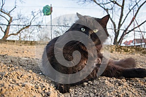 Portrait of thick long hair black Chantilly Tiffany cat relaxing in garden. Close up of fat tomcat with stunning big green eyes