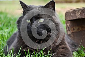 Portrait of thick long hair black Chantilly Tiffany cat relaxing in the garden. Closeup of fat tomcat with stunning big green eyes