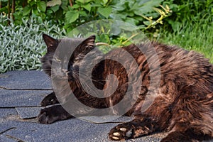 Portrait of thick long hair black Chantilly Tiffany cat relaxing in the garden. Closeup of fat tomcat with stunning big green eyes