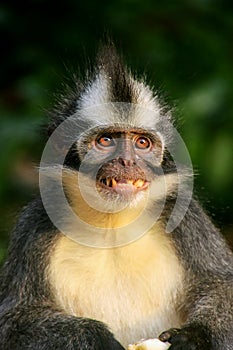 Portrait of Thomas leaf monkey in Gunung Leuser National Park, B