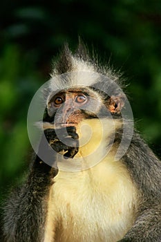 Portrait of Thomas leaf monkey in Gunung Leuser National Park, B