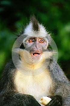 Portrait of Thomas leaf monkey in Gunung Leuser National Park, Bukit Lawang, Sumatra, Indonesia