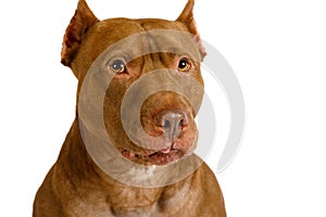 Portrait of a thoroughbred American Pit Bull Terrier dog over white