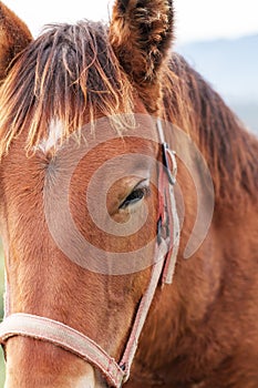 Portrait of a thoroughbred brown horse with a beautiful sad eye