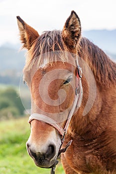 Portrait of a thoroughbred brown horse with a beautiful sad eye