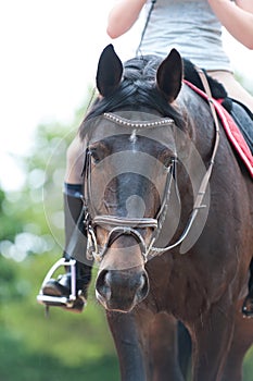 Portrait of thoroughbred brown horse in bridle at training