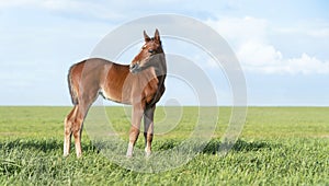 Portrait of a thoroughbred colt grazing in a meadow. Pasture on a sunny summer day. Summer background. The beautiful