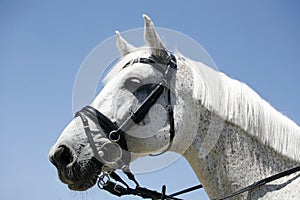 Portrait of a thoroughbred gelding