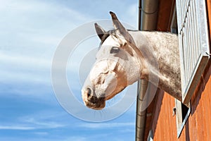 Portrait of thoroughbred gray horse in stable window.