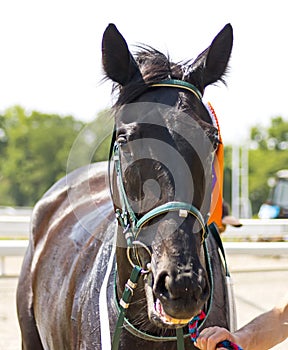 Portrait of thoroughbred horse