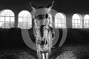 Portrait of a thoroughbred horse in the arena. Equestrian sport concept