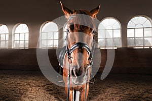 Portrait of a thoroughbred horse in the arena. Equestrian sport concept