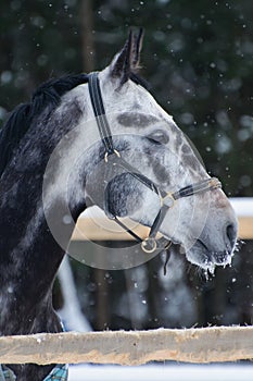 Portrait of a thoroughbred horse grey spotted under the snow
