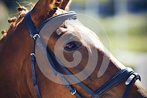 Portrait of a thoroughbred horse wearing a headstall