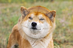 Portrait of a thoroughbred Japanese dog Shiba inu