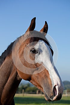 Portrait of a thoroughbred looking into the distance.