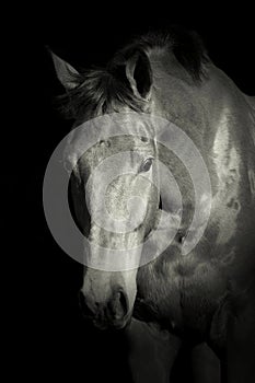 Portrait of thoroughbred race-horse in black and white