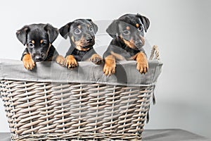 A portrait of three adorable Jack Russel Terrier puppies, in a wicker basket, isolated on a white background