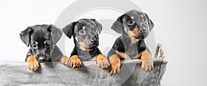 A portrait of three adorable Jack Russel Terrier puppies, in a wicker basket, isolated on a white background. Wide long cover,