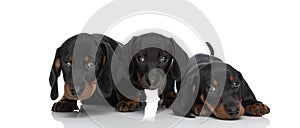 Portrait of three adorable teckel dachshund puppies posing in studio