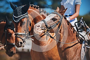 Portrait of three bay horses standing side by side on a sunny day. Equestrian sports. Dressage competitions. Horse riding