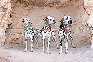 Portrait of three beautiful young Dalmatian dogs standing in a cave