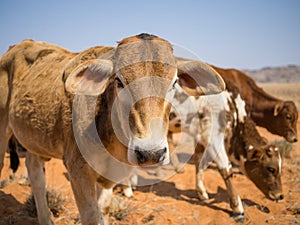 Portrait of three calfs in Namib desert, Damaraland, Namibia, Southern Africa photo