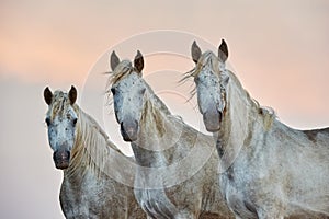 Portrait of a three camargue horses