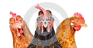 Portrait of  three chickens