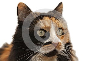 Portrait of a three-colored cat, clipping path