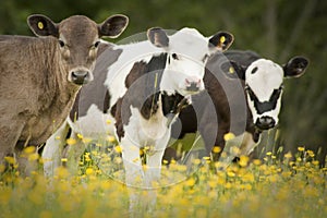 Portrait of three cows