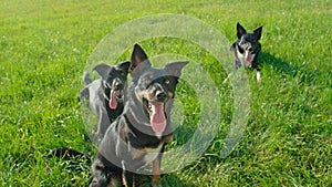 PORTRAIT: Three cute border collie dogs pant while resting in a cool meadow.