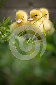 Portrait of three cute yellow fluffy ducklings in springtime green grass