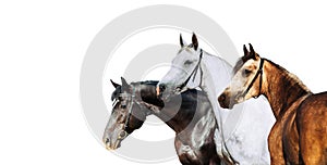 Portrait of three different horse suits isolated on white background