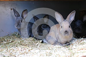 a portrait of three different small rabbits in the barn