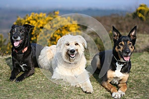 Portrait of three dogs on grass