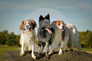 Portrait of three dogs. in summer nature