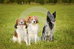 Portrait of three dogs in summer nature
