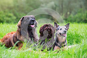 Portrait of three dogs who lie on the grass