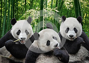 Portrait of three giant panda bears in forest