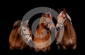 Portrait of three horses on black background