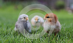 Portrait of three little chickens in green grass