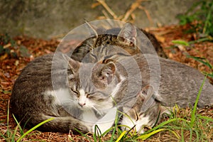 Portrait of three little domestic kitties sleeping on grass in garden, enjoying in afternoon sun and beautiful natural environment