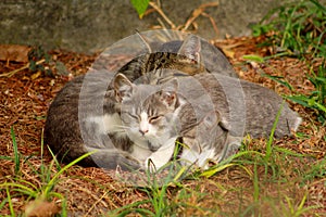 Portrait of three little domestic kitties sleeping on grass in garden, enjoying in afternoon sun and beautiful natural environment