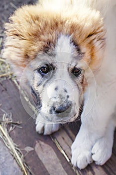 Portrait of Central Asian Shepherd Alabai puppy