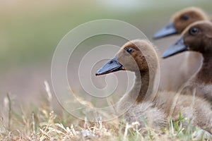 Portrait of three nice brown ducklings