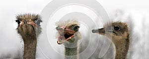 Portrait of three ostriches