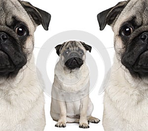 Portrait of three pug dogs sitting